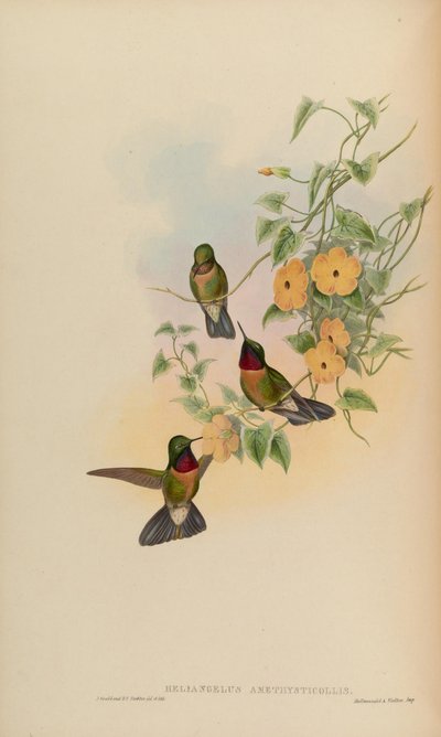 Heliangelus amethysticollis by John Gould